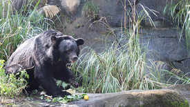 與臺北巿立動物園、台灣黑熊保育協會合作舉辦為期2天的「黑熊森林歷險記」親子體驗營活動